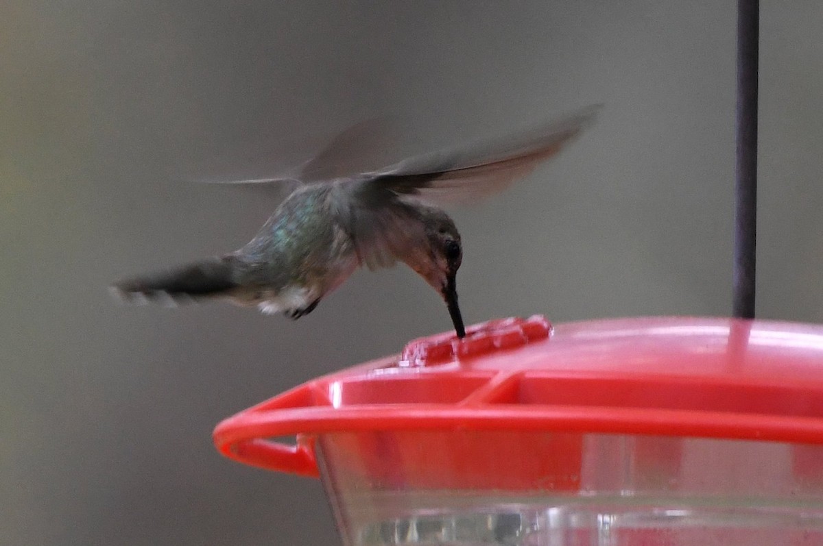 Black-chinned Hummingbird - ML646944689