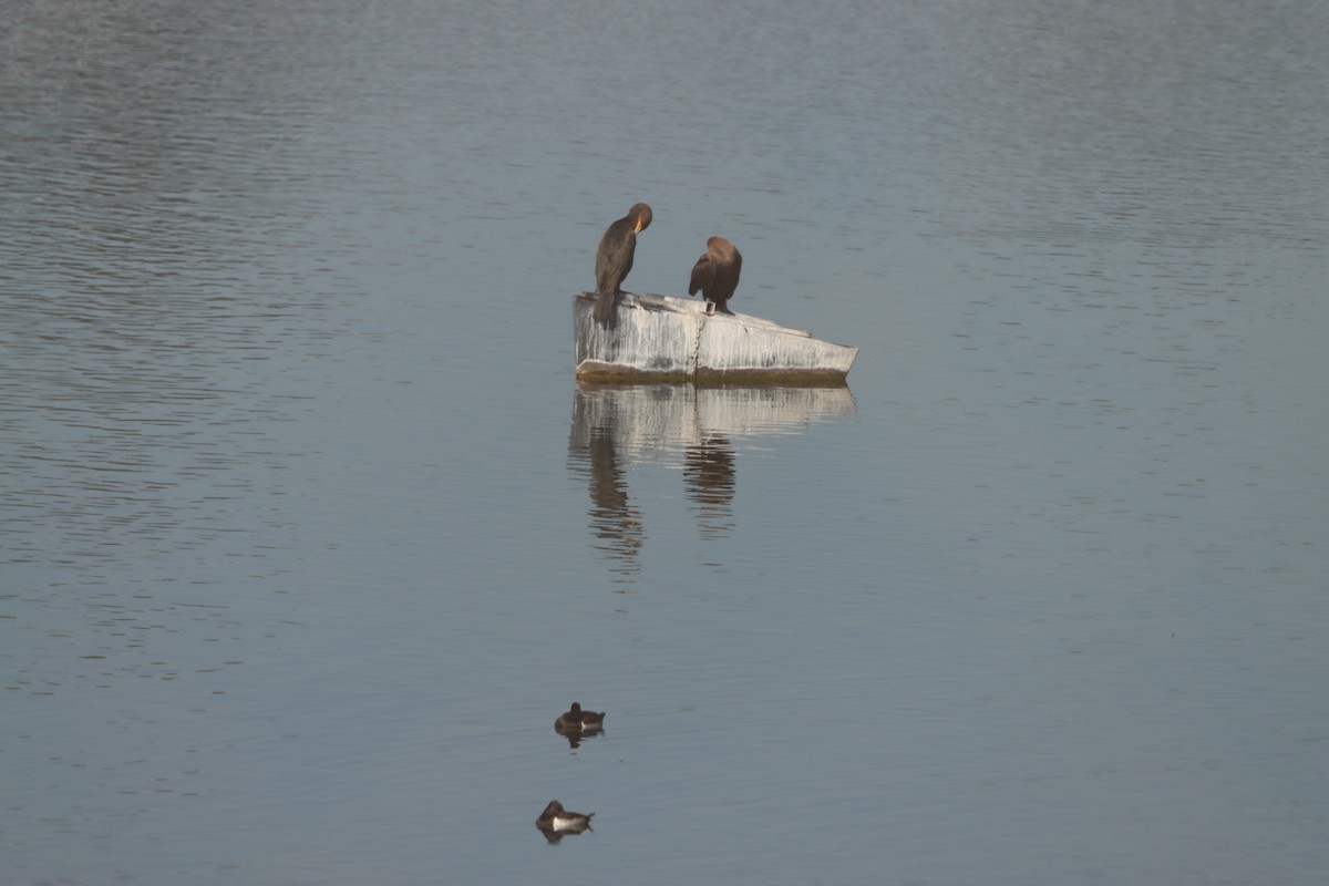 Double-crested Cormorant - ML646944691