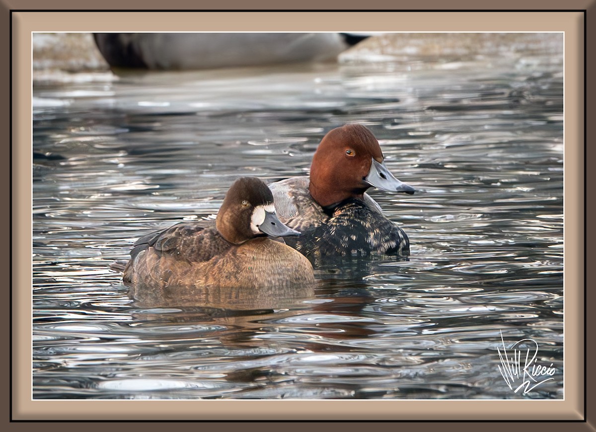 Lesser Scaup - ML646944692