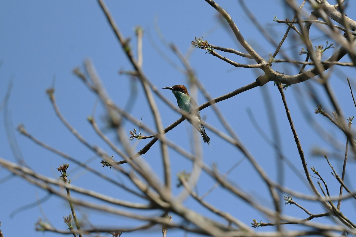 Blue-throated Bee-eater - ML646944695