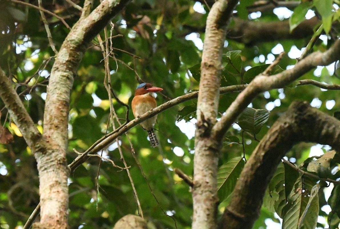Banded Kingfisher (Banded) - ML646944704