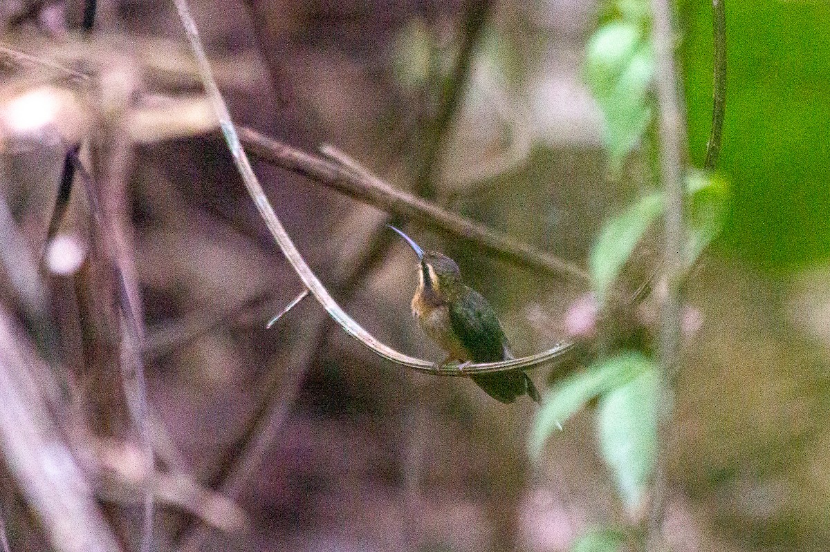 Minute Hermit - ML646944705