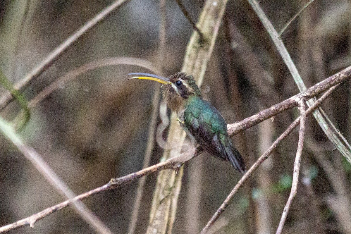 Minute Hermit - ML646944706