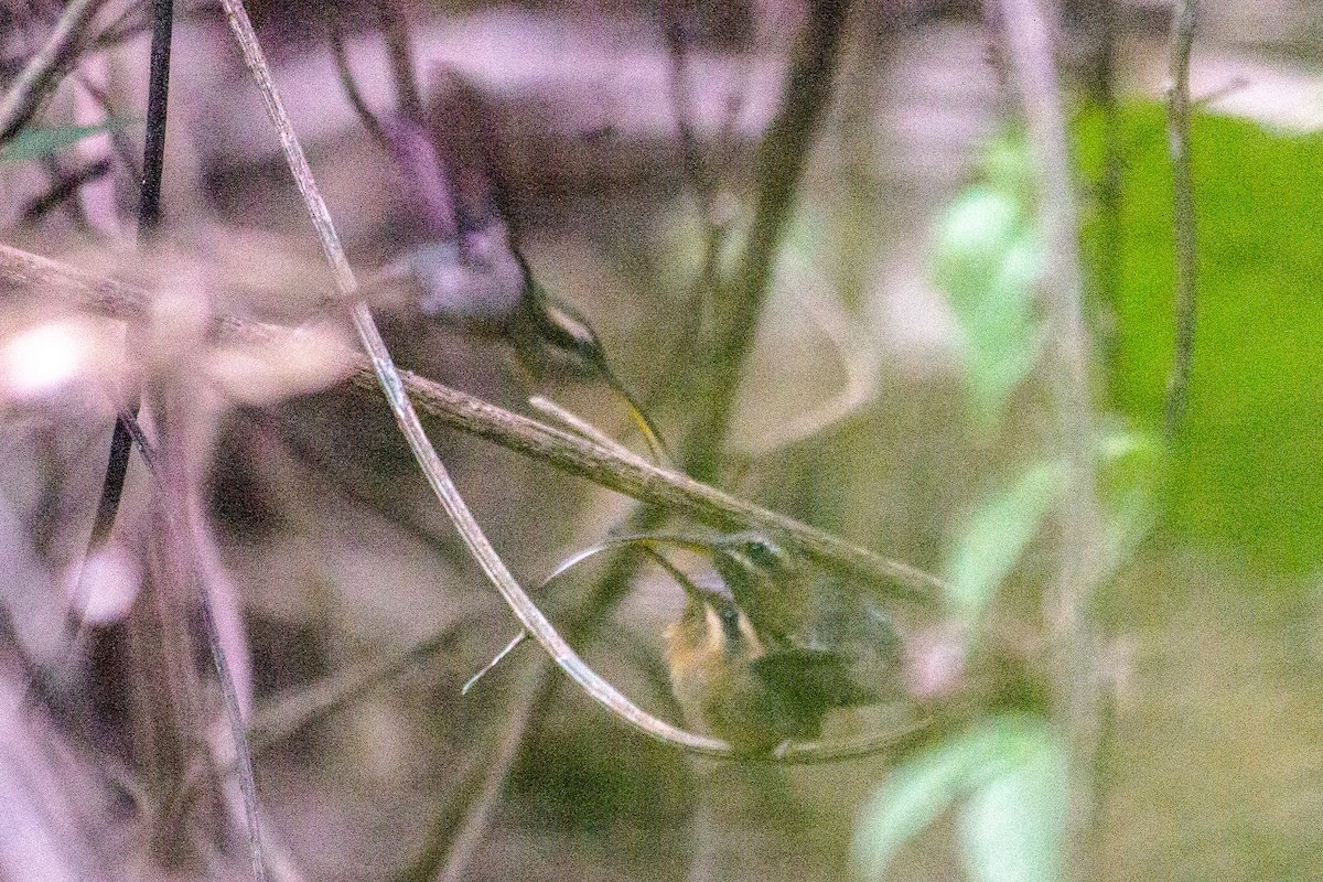 Minute Hermit - ML646944707