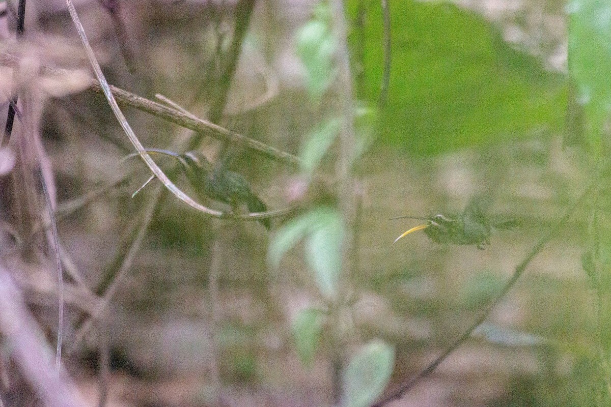 Minute Hermit - ML646944708