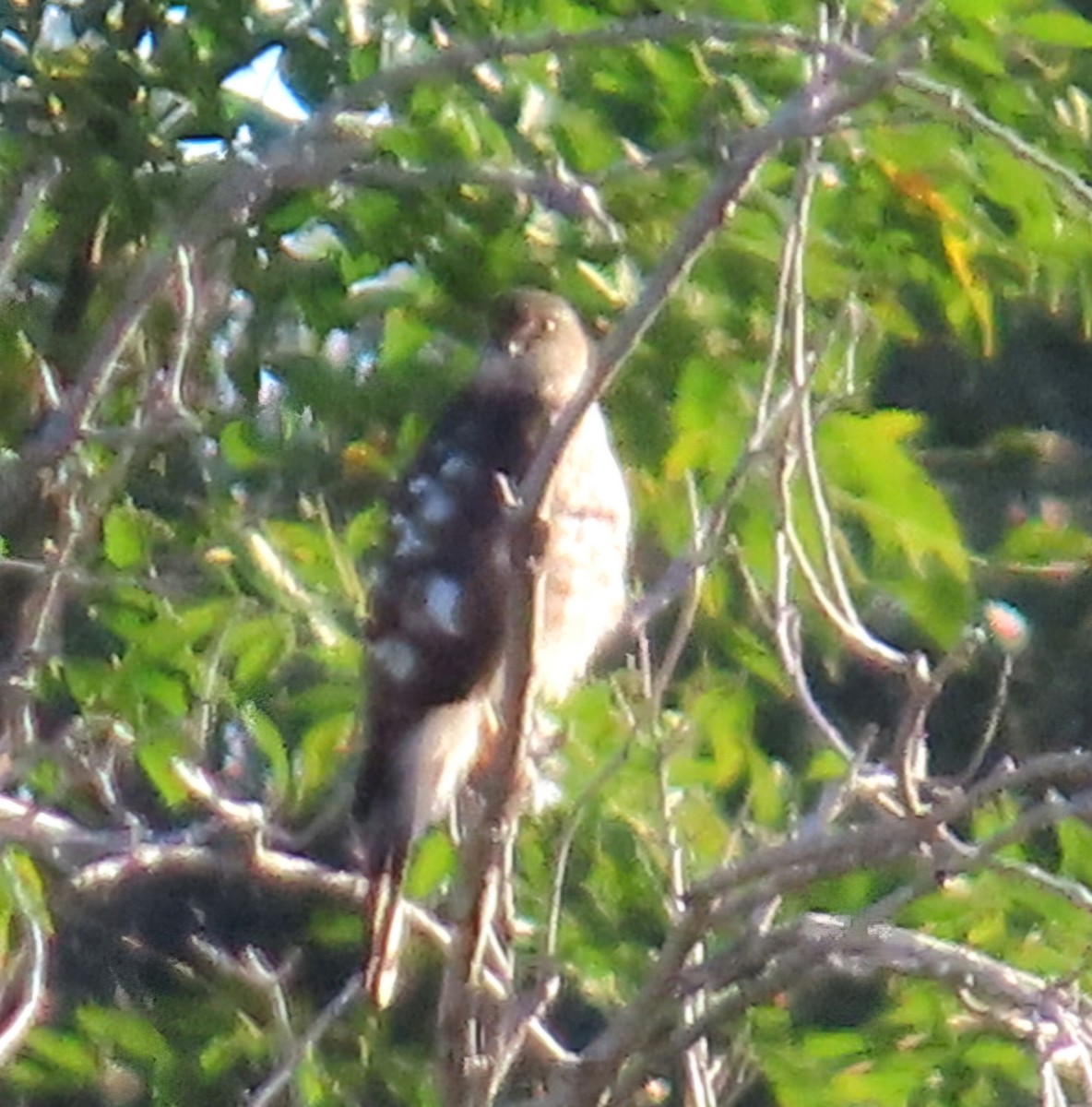 Sharp-shinned Hawk - ML646944712