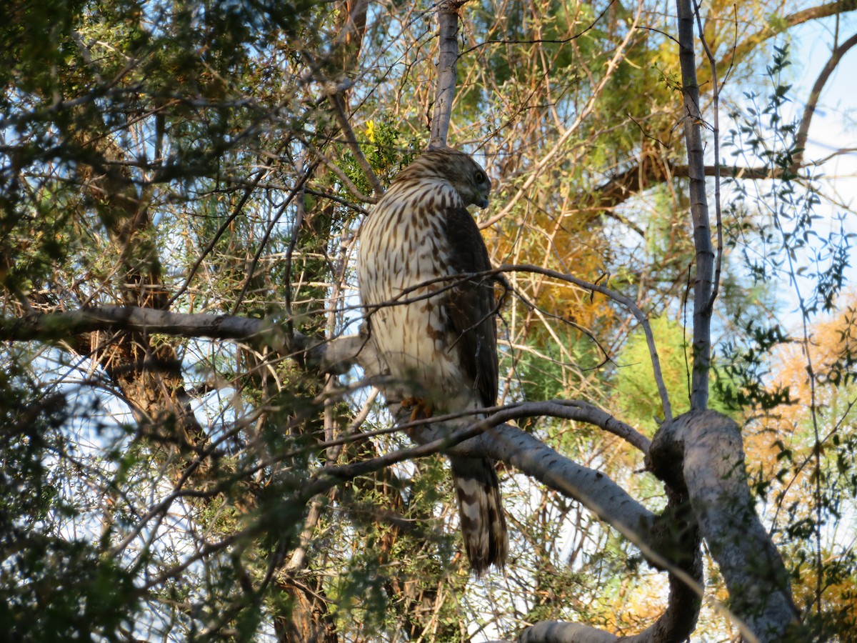 Cooper's Hawk - ML646944716