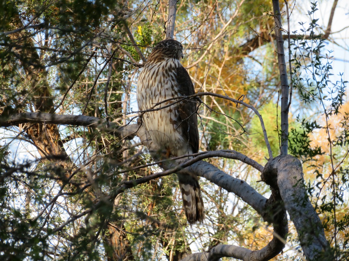 Cooper's Hawk - ML646944717