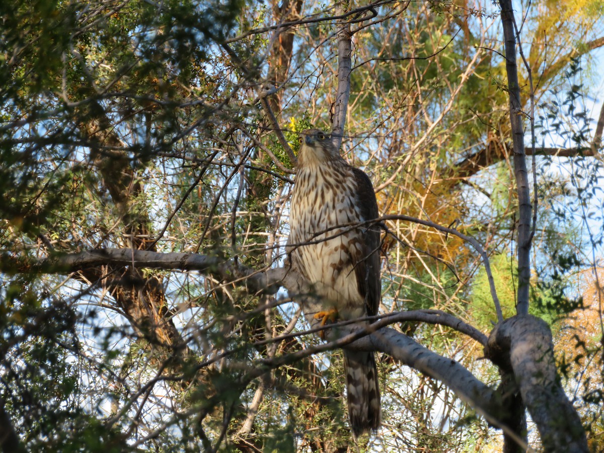 Cooper's Hawk - ML646944718