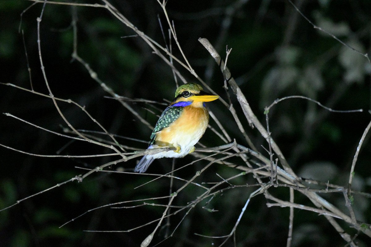 Rufous-collared Kingfisher - ML646944727