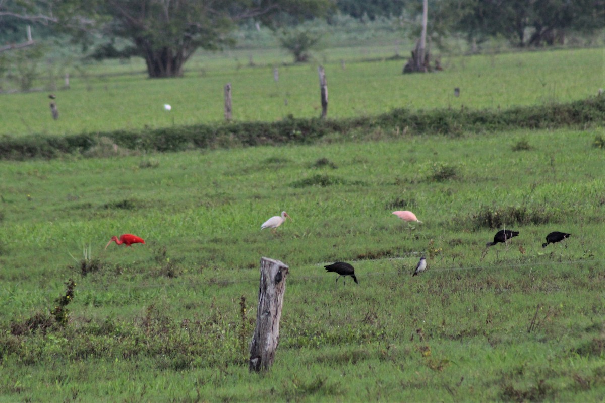 Scarlet Ibis - ML646944728