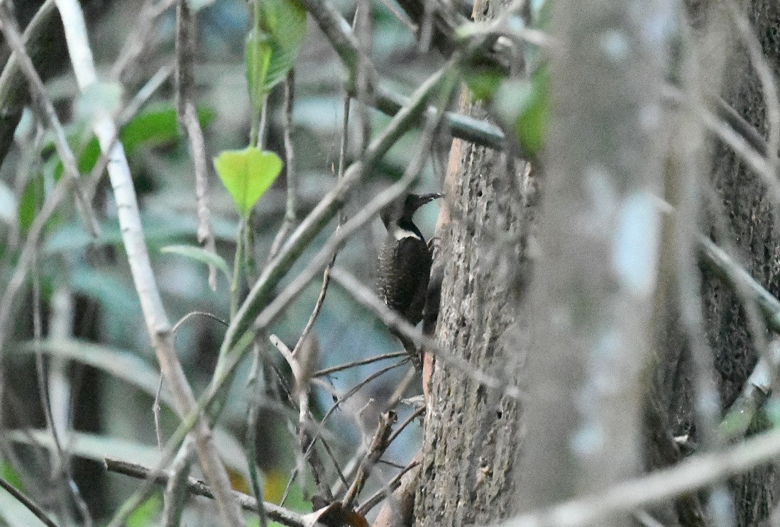 Tukkispecht - ML646944736