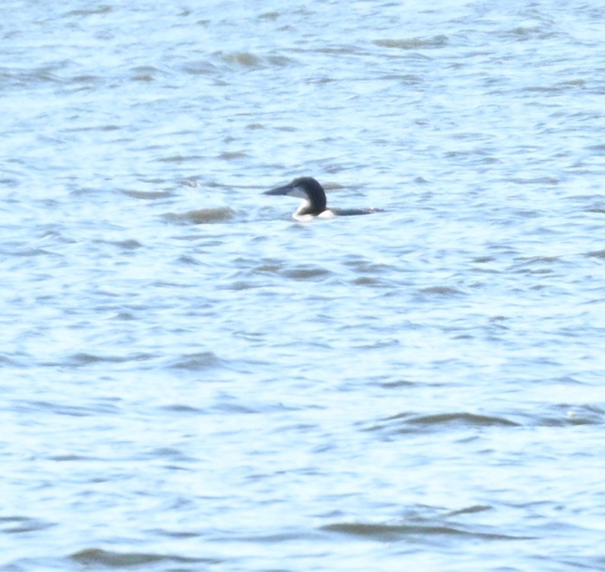Common Loon - ML646944740