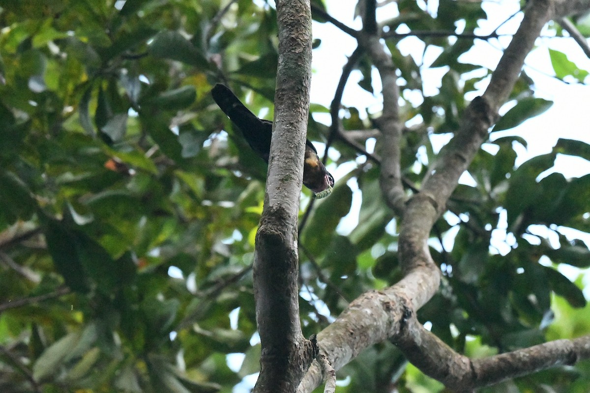 Dusky Broadbill - ML646944741