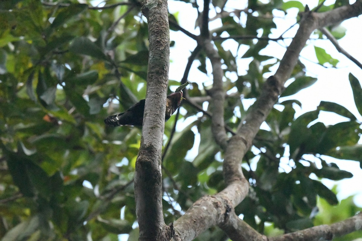 Dusky Broadbill - ML646944742