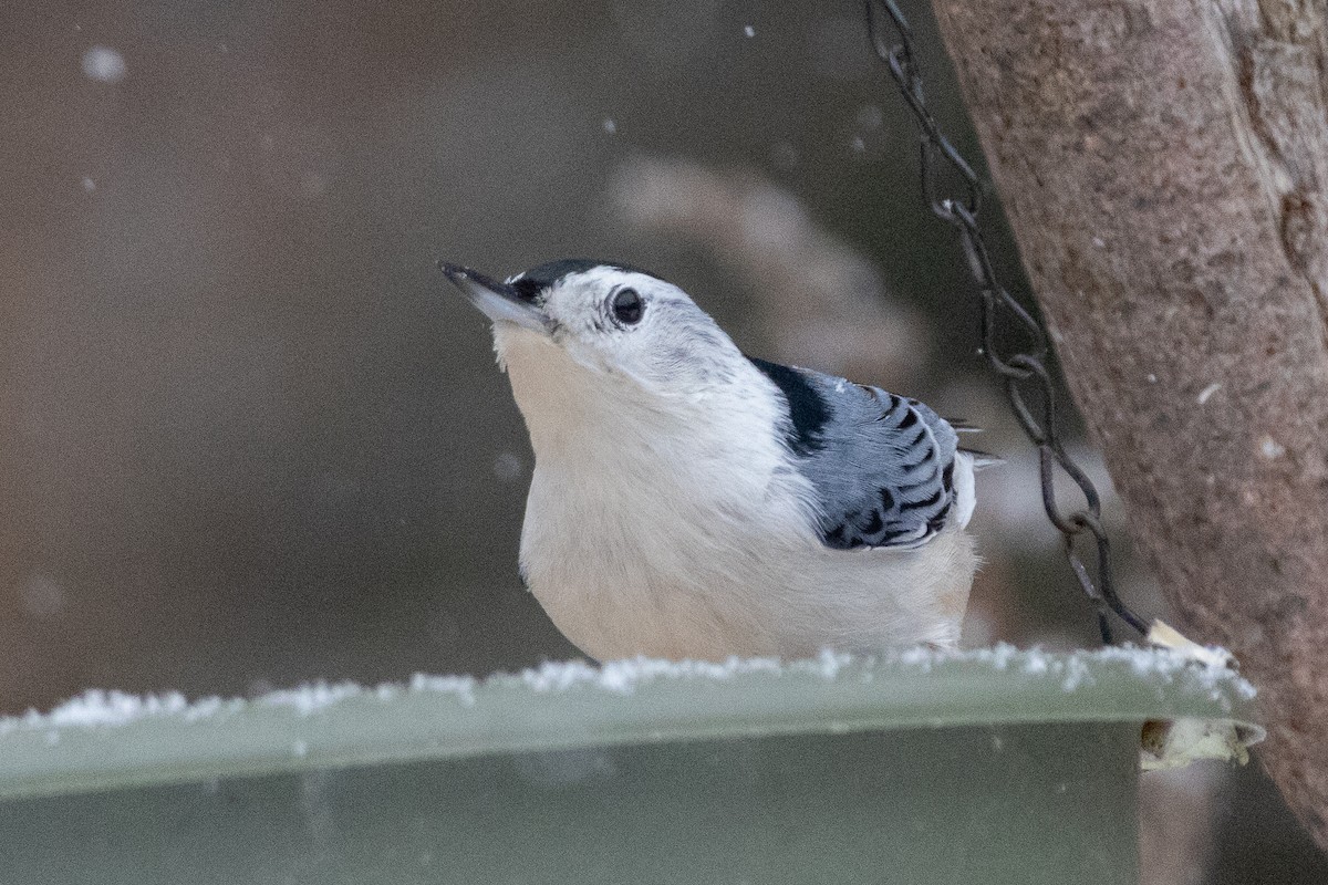 brhlík běloprsý - ML646944743