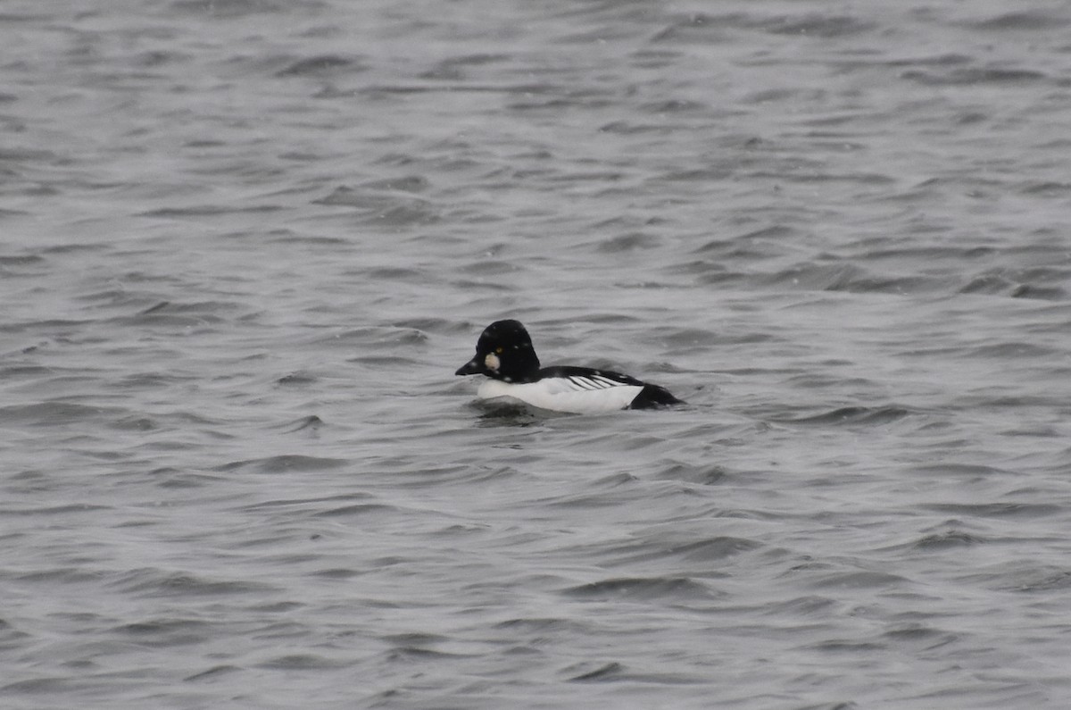 Common Goldeneye - ML646944746