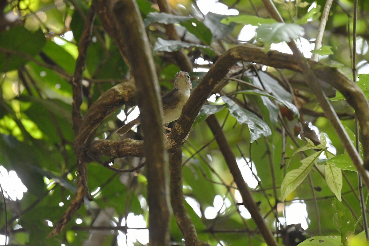 Sumatran Babbler - ML646944757