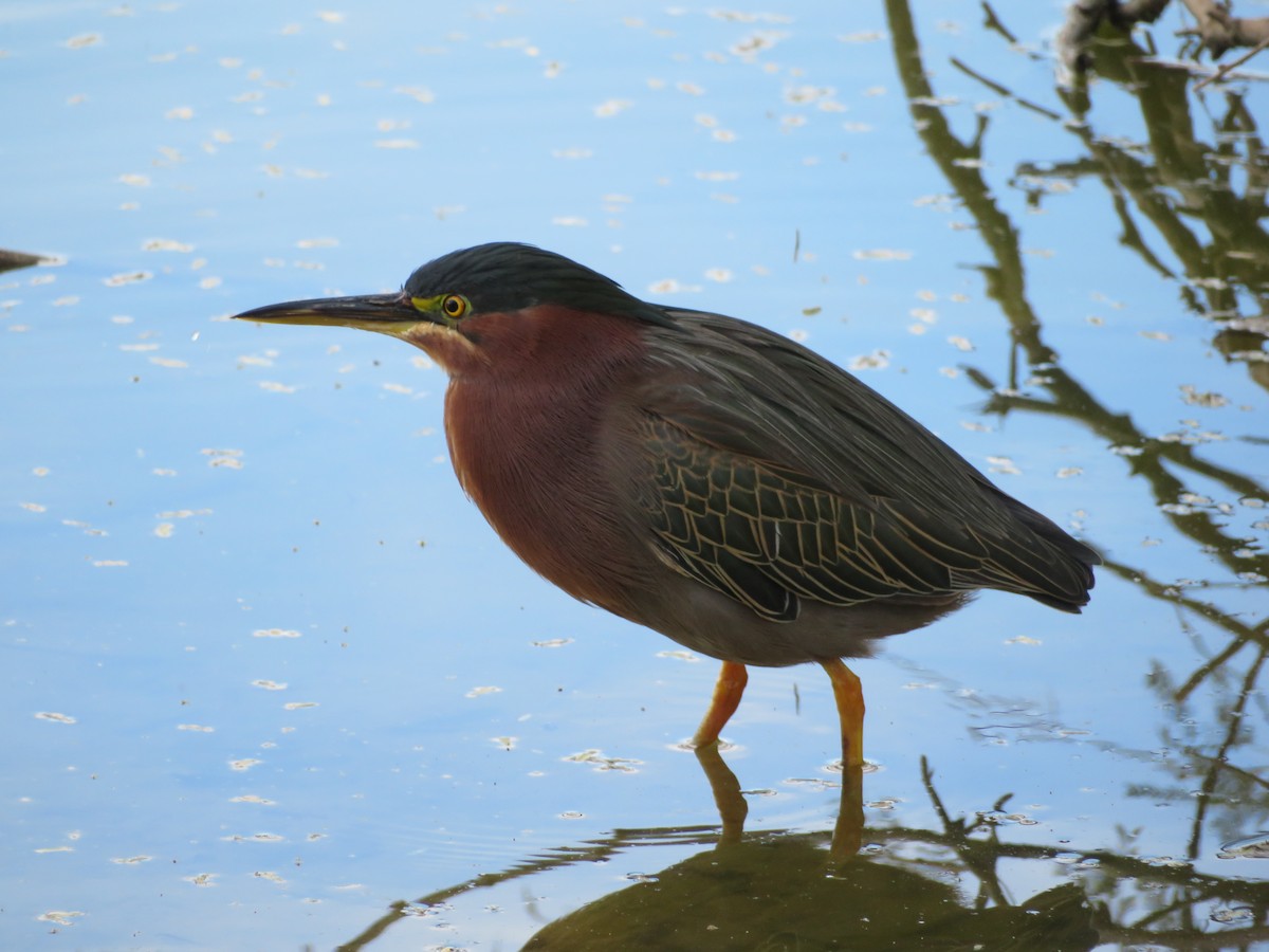 Grünreiher - ML646944761