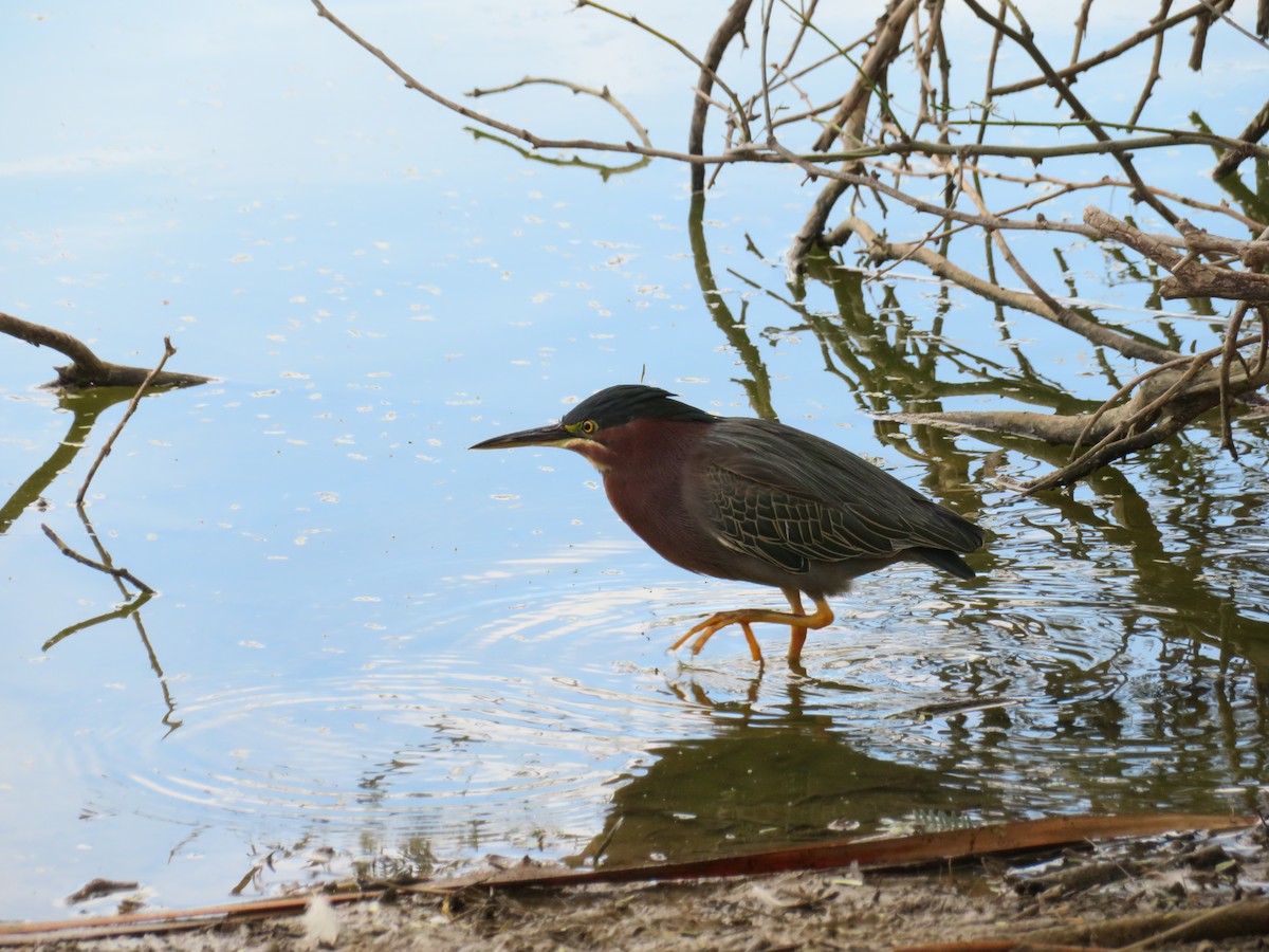 Grünreiher - ML646944764