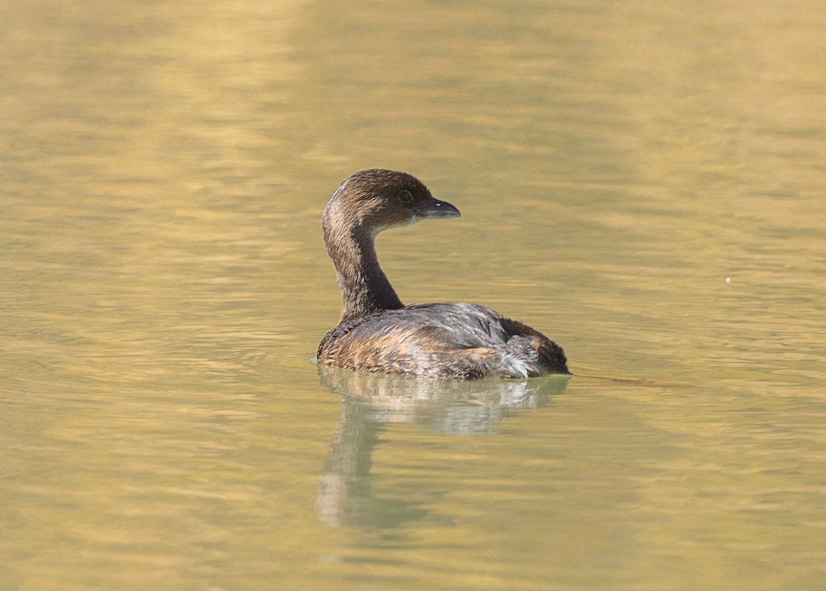 Txilinporta mokolodia - ML646944771
