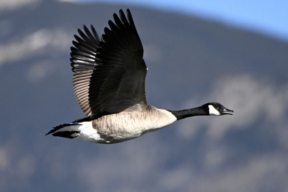 Canada Goose - ML646944776