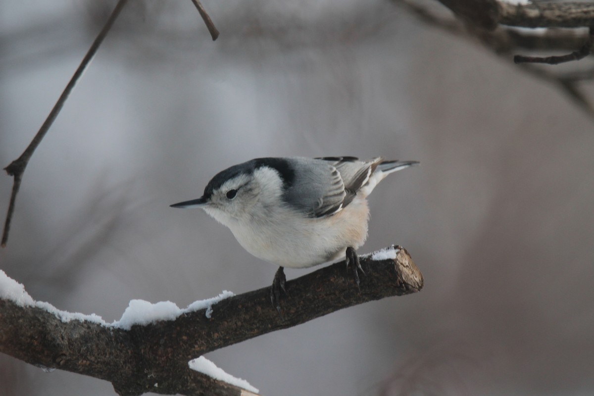 White-breasted Nuthatch - ML646944781