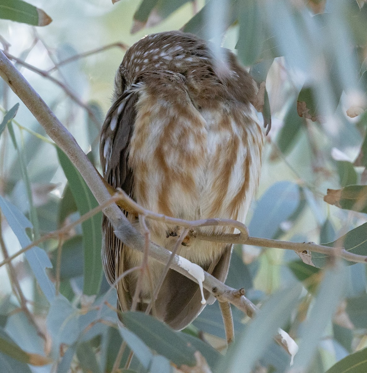 Northern Saw-whet Owl - ML646944784