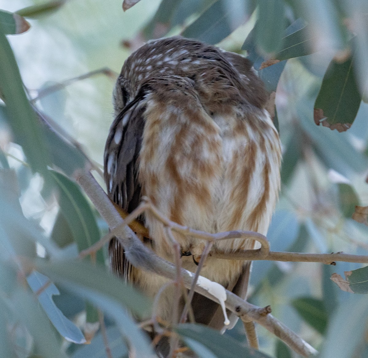 Northern Saw-whet Owl - ML646944785