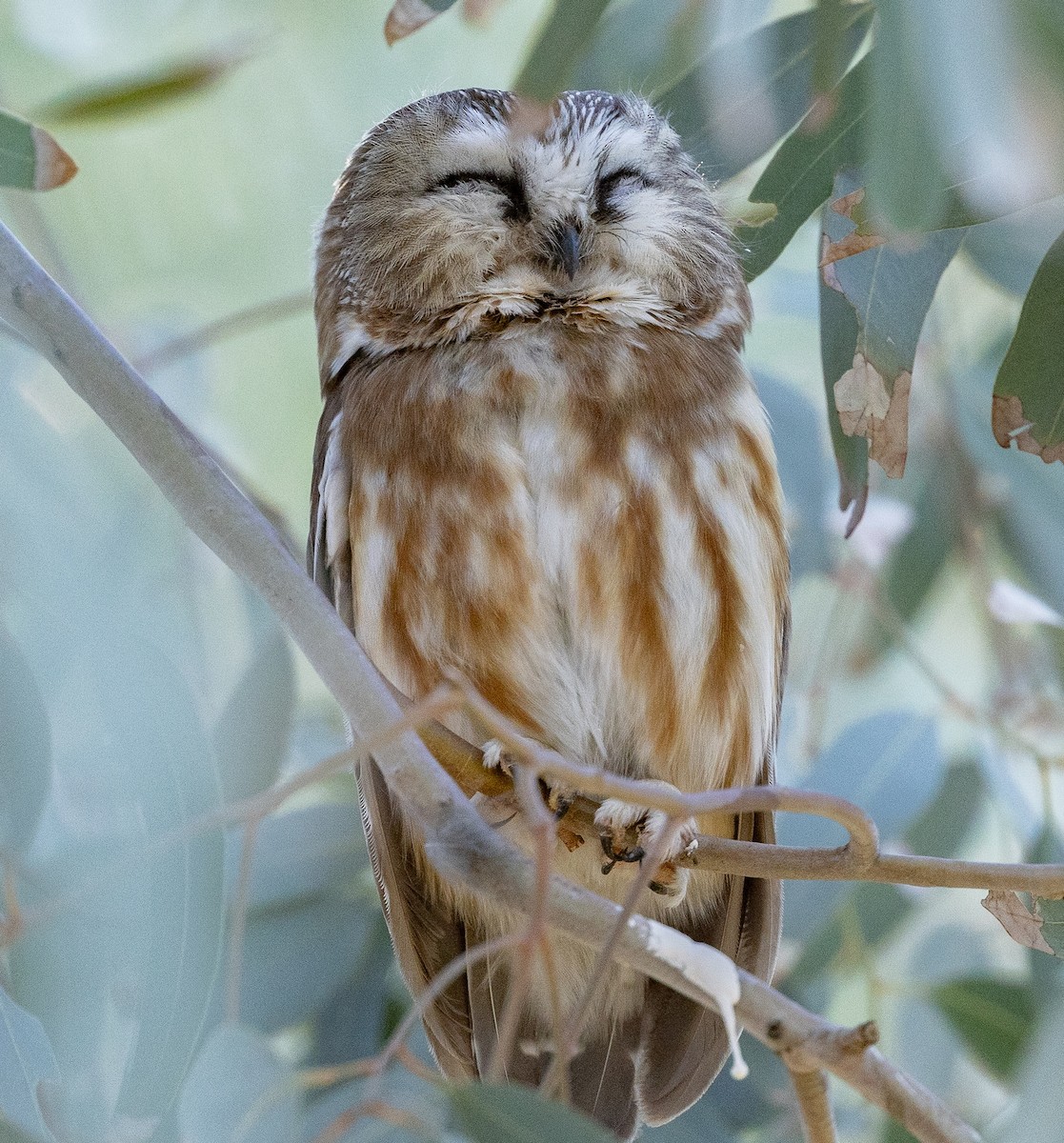 Northern Saw-whet Owl - ML646944786