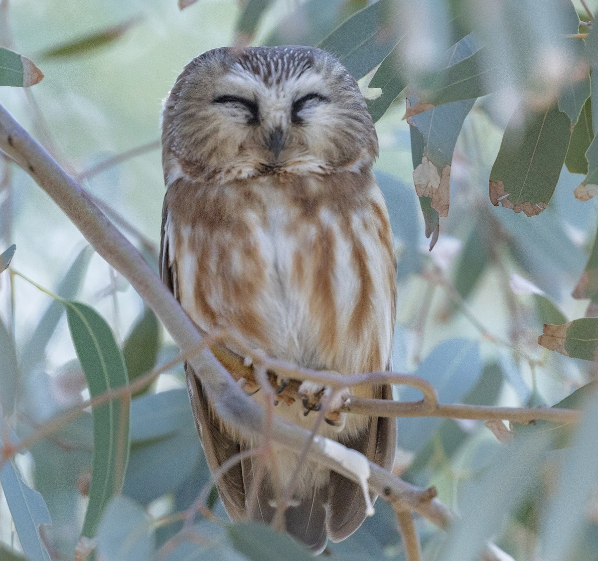 Northern Saw-whet Owl - ML646944787
