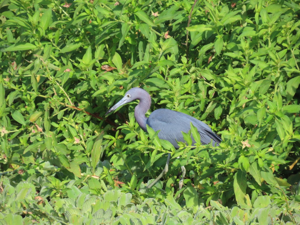 Little Blue Heron - ML646944788