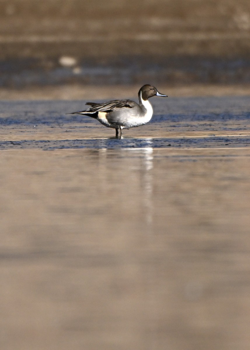 Ánade Rabudo - ML646944795