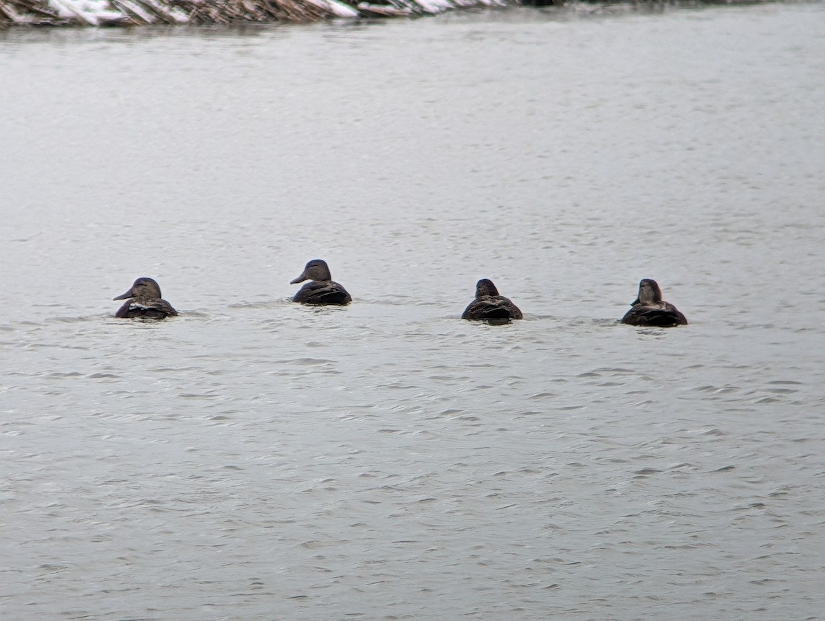 Ahate iluna - ML646944796