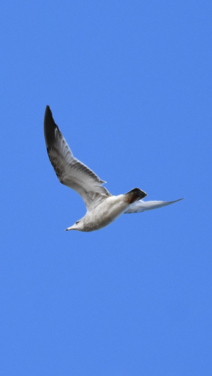 שחף עקוד-מקור - ML646944798