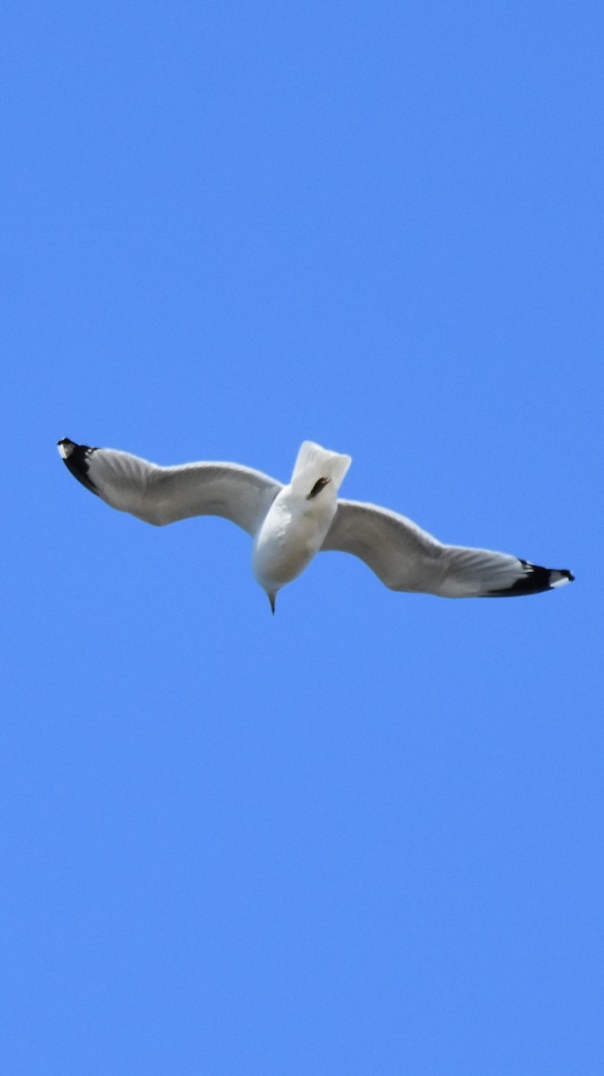 שחף עקוד-מקור - ML646944799