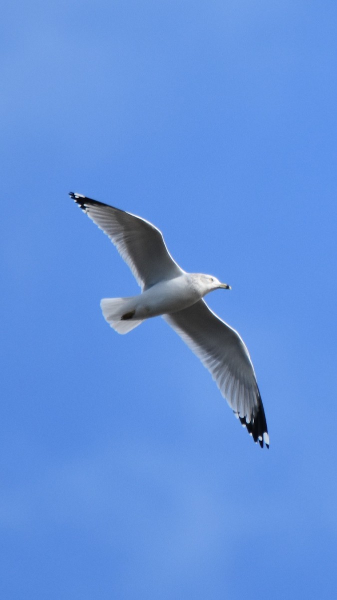 שחף עקוד-מקור - ML646944800