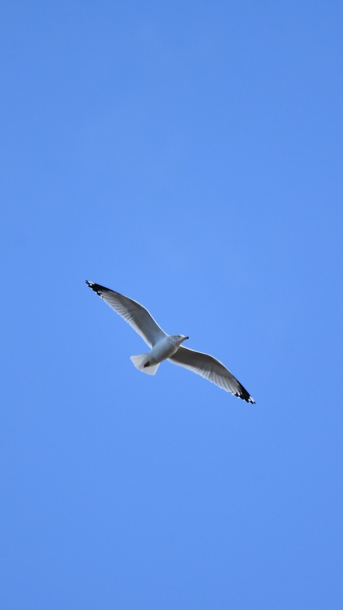 שחף עקוד-מקור - ML646944801