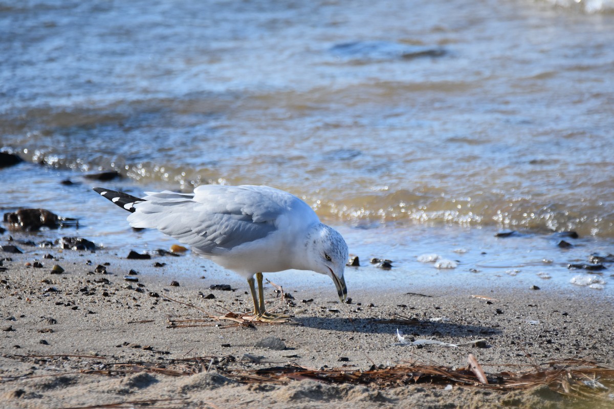 שחף עקוד-מקור - ML646944802