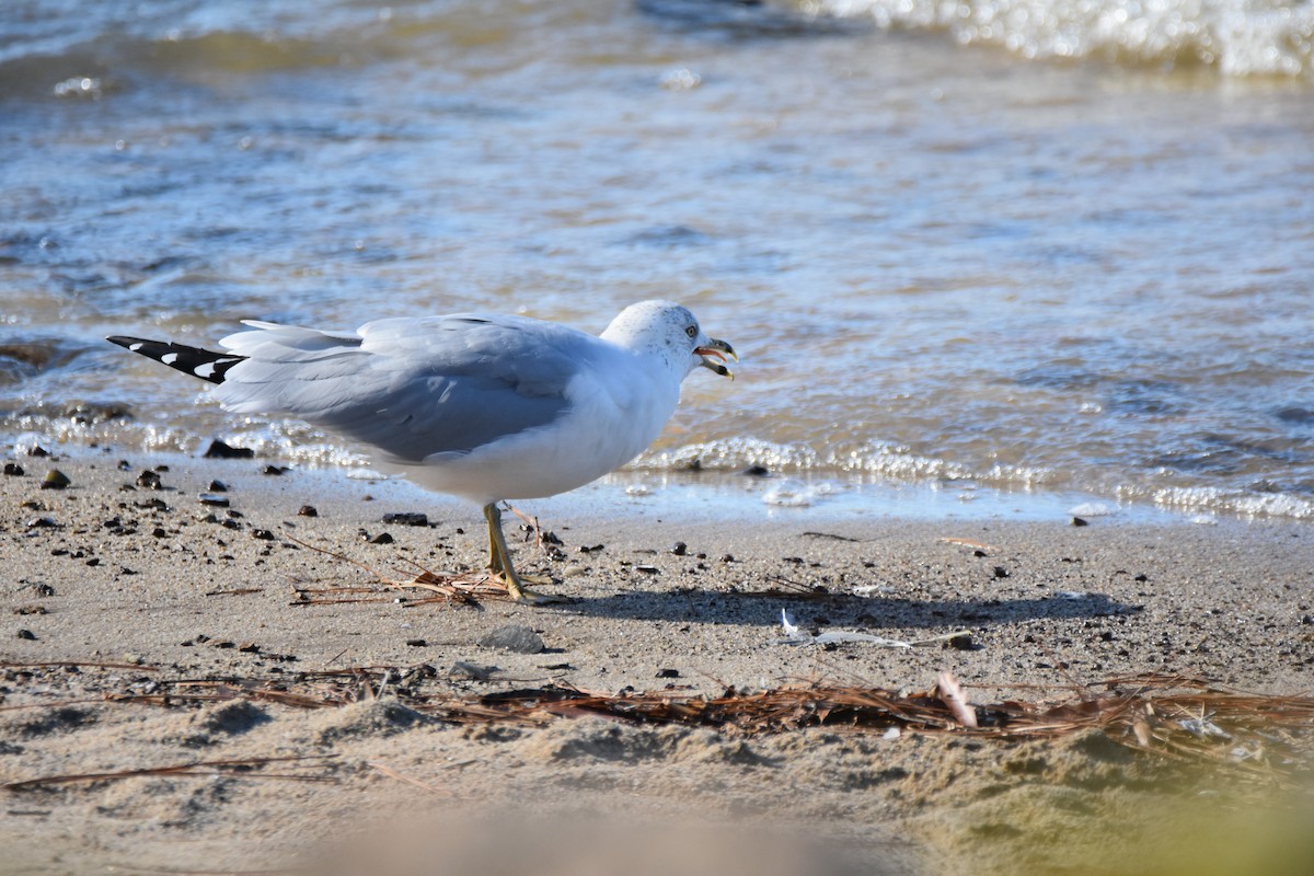 שחף עקוד-מקור - ML646944803