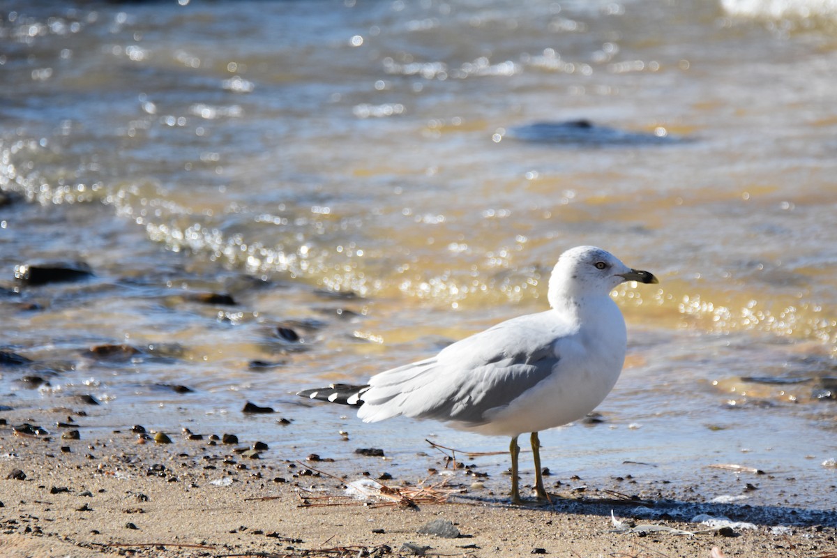 שחף עקוד-מקור - ML646944804