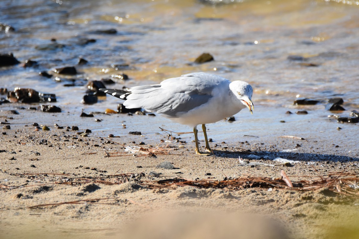 שחף עקוד-מקור - ML646944805