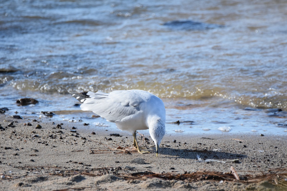 שחף עקוד-מקור - ML646944806