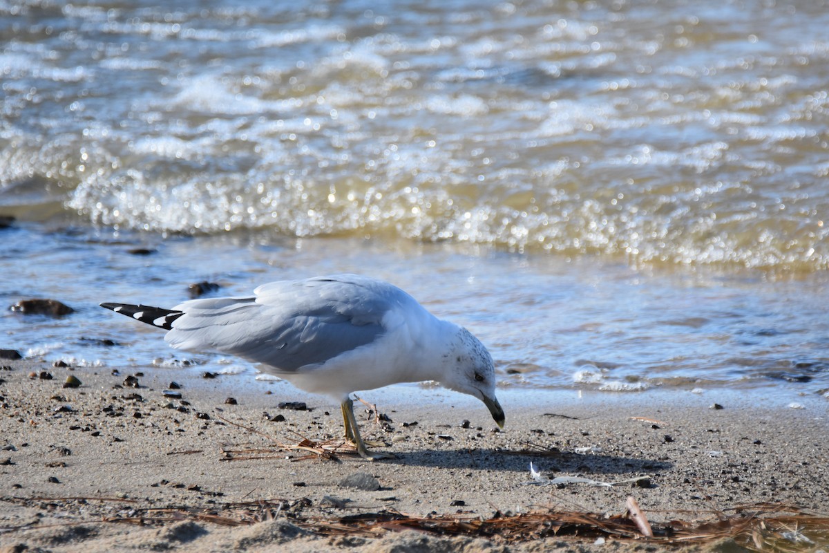 שחף עקוד-מקור - ML646944807