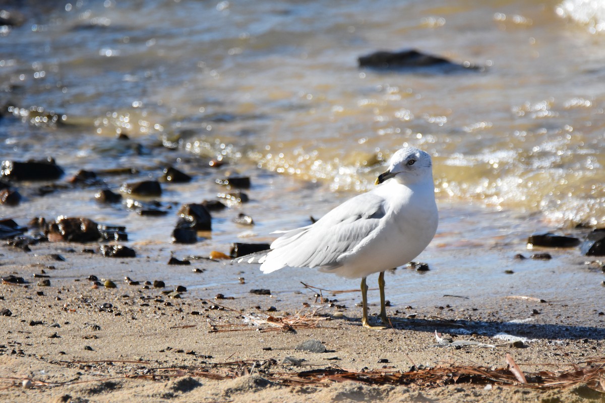 שחף עקוד-מקור - ML646944808