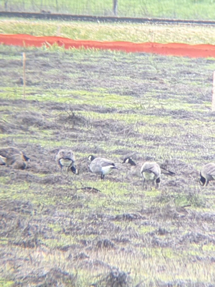 Cackling Goose (Aleutian) - ML646944811