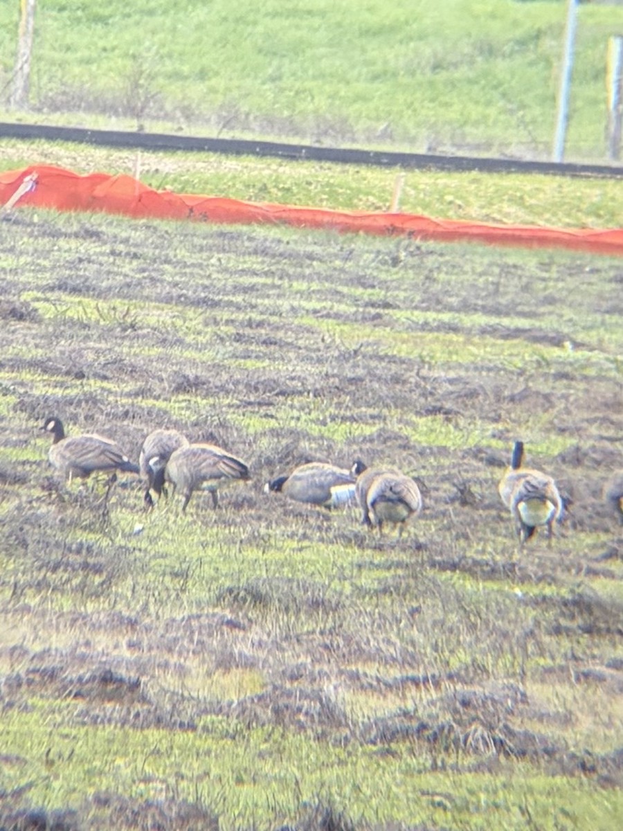 Cackling Goose (Aleutian) - ML646944813