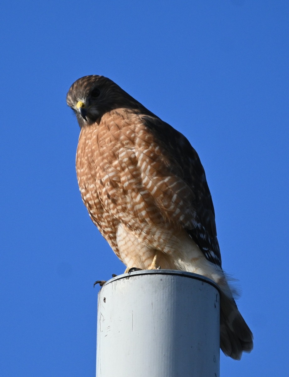 Red-shouldered Hawk - ML646944815