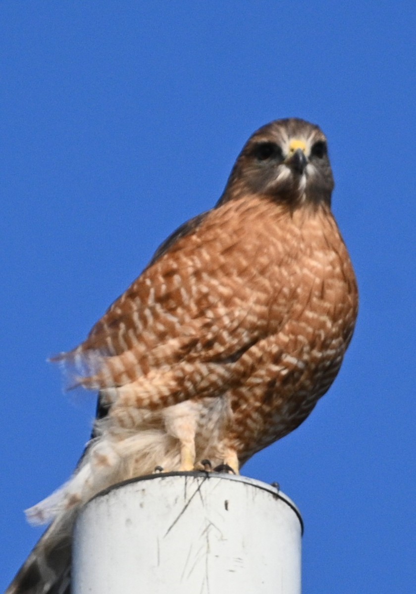 Red-shouldered Hawk - ML646944816