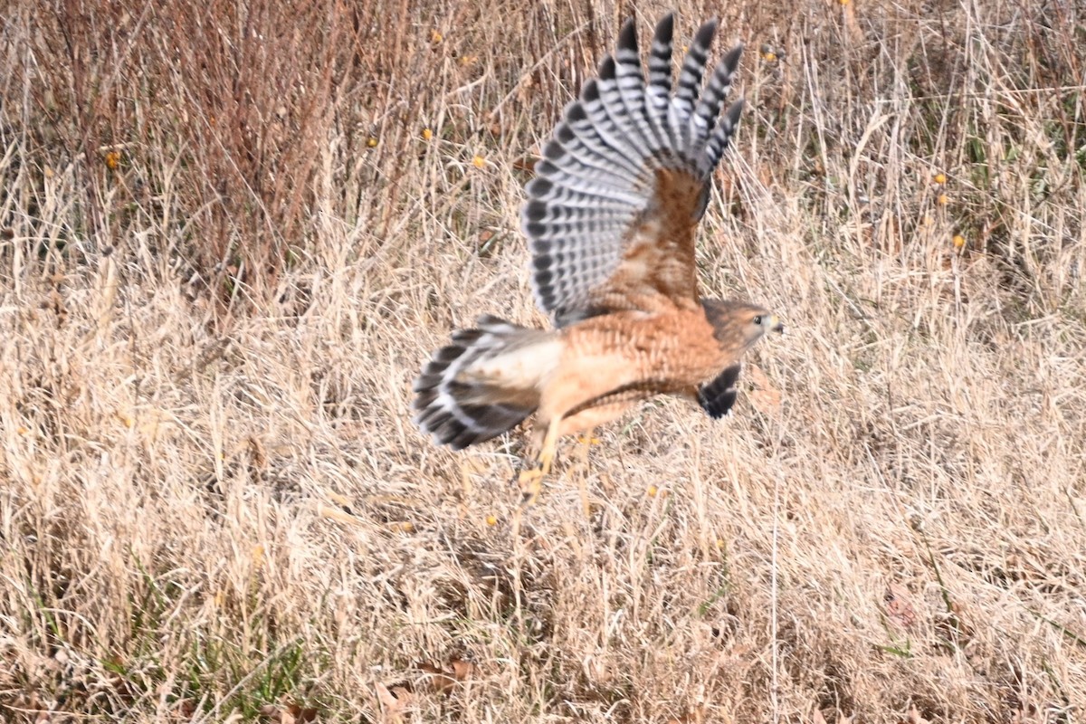 Red-shouldered Hawk - ML646944817